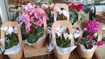 Cyclamen Cutie