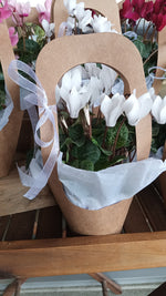 Cyclamen Cutie