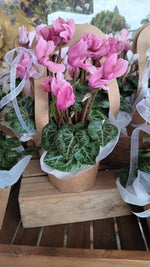 Cyclamen Cutie