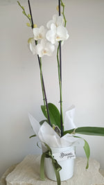 Orchid large