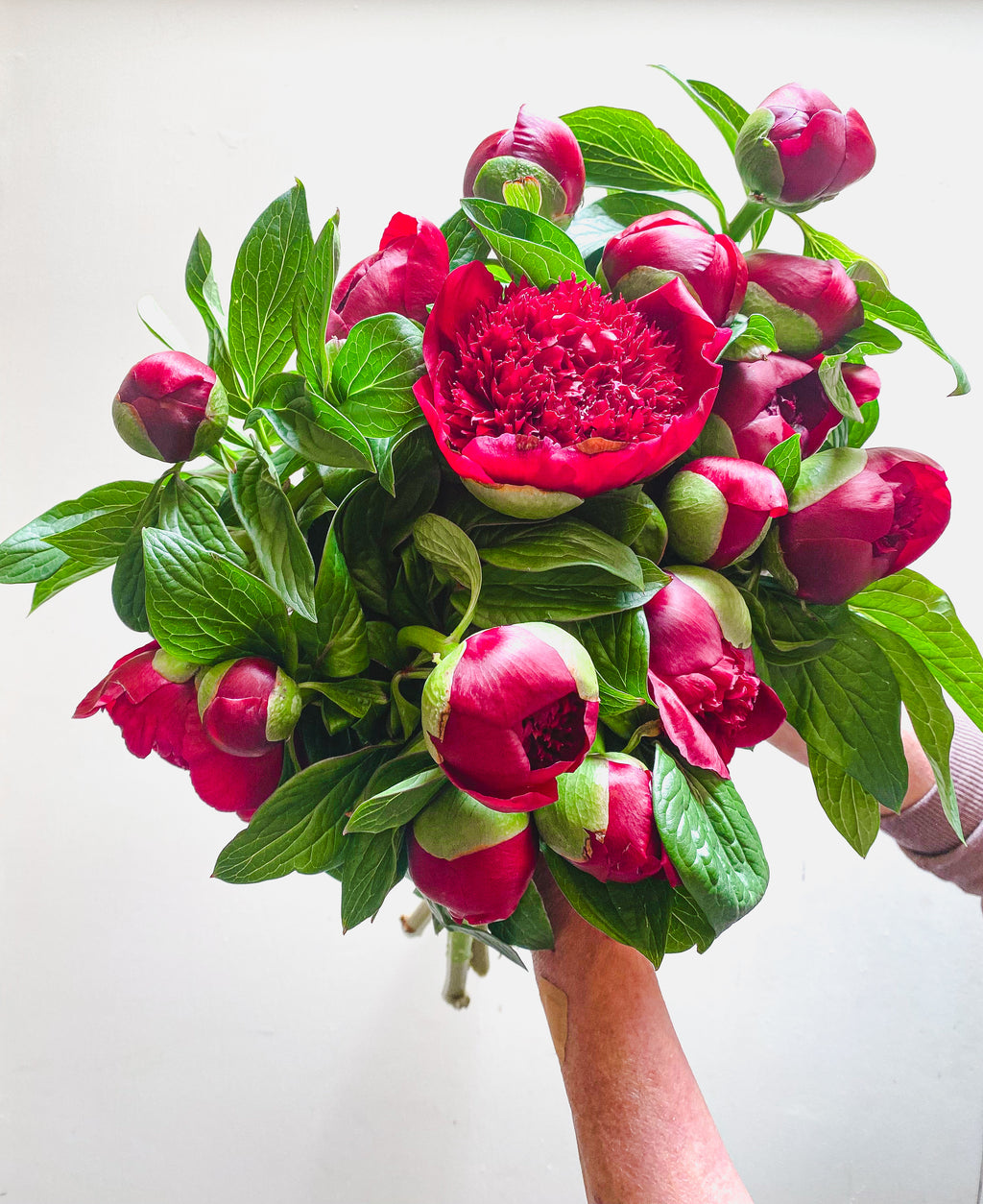 Red Peonies SOLD OUT