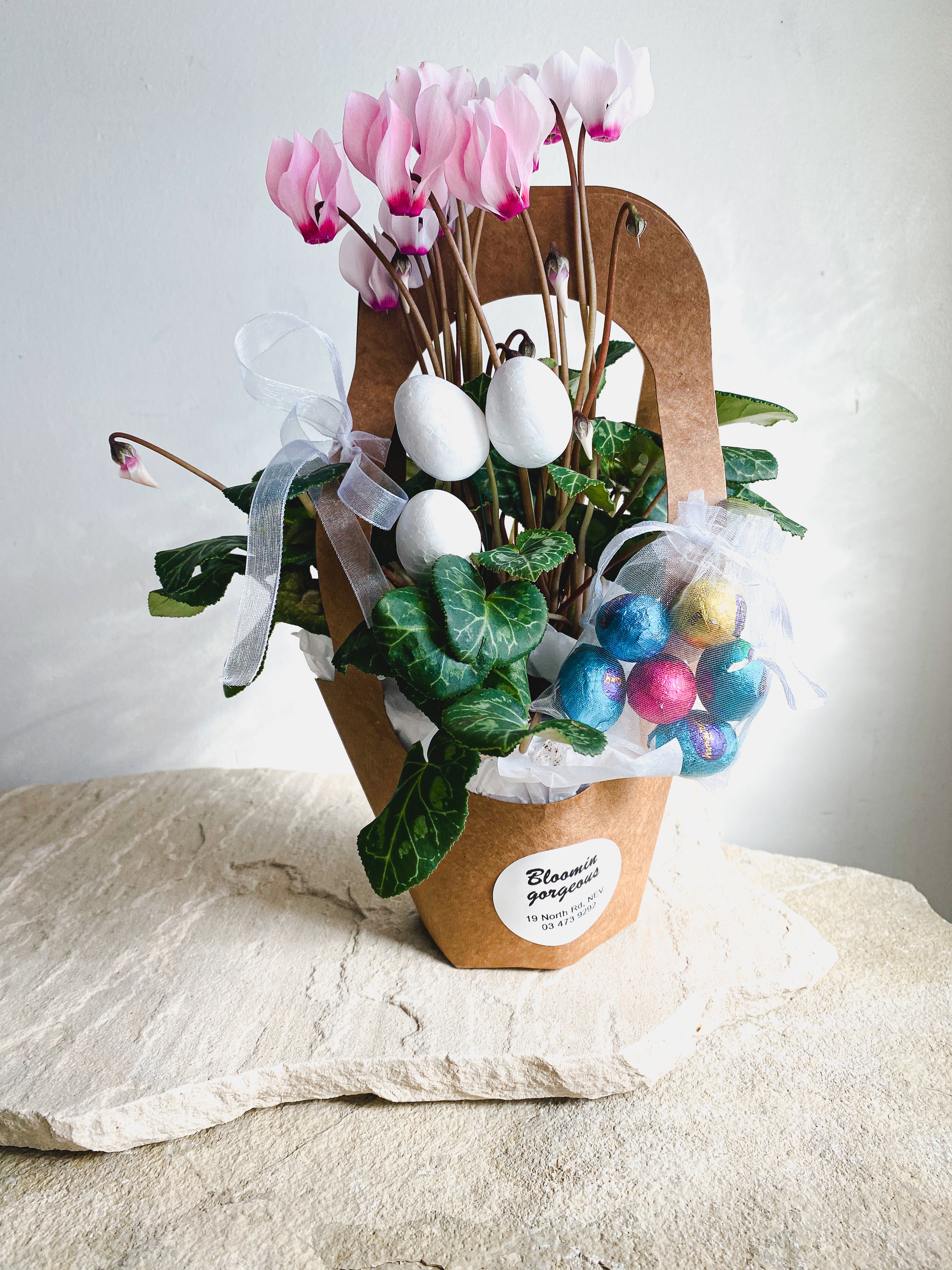 Cyclamen Cutie