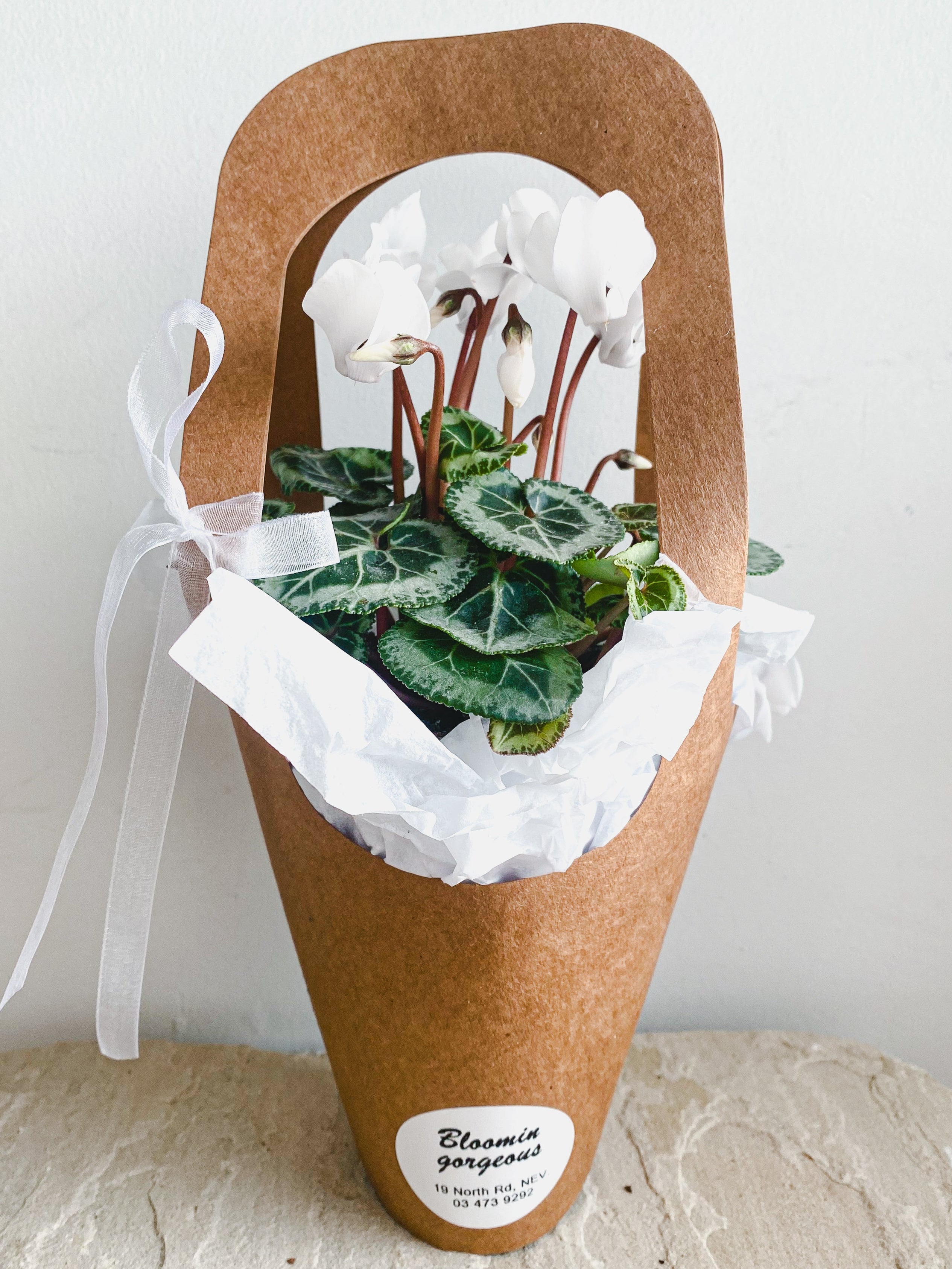 Cyclamen