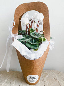 Cyclamen